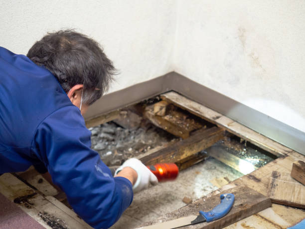 Best Professional Mold Removal  in Crescent, OK
