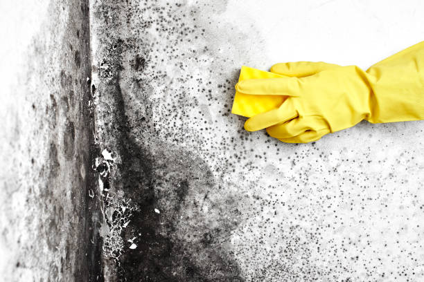 Best Home Mold Removal  in Crescent, OK