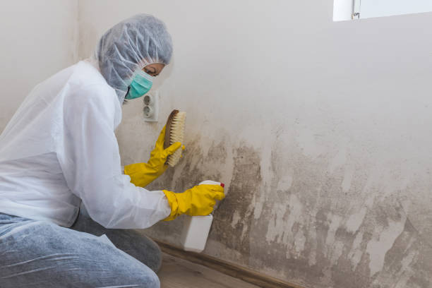 Professional Mold Removal in Crescent, OK