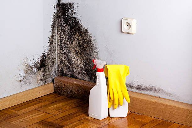 Best Black Mold Removal  in Crescent, OK