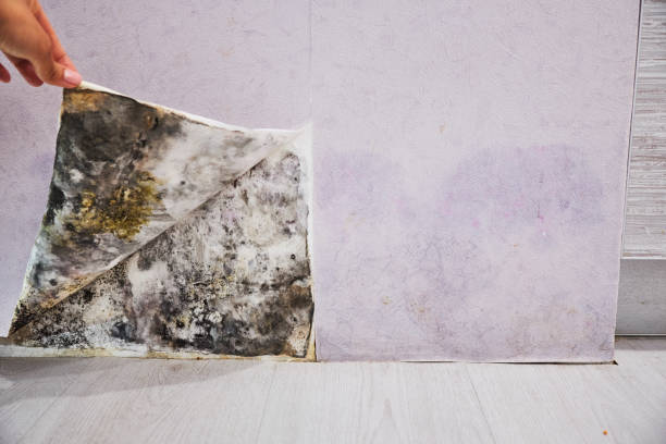 Best Mold Removal Company Near Me  in Crescent, OK